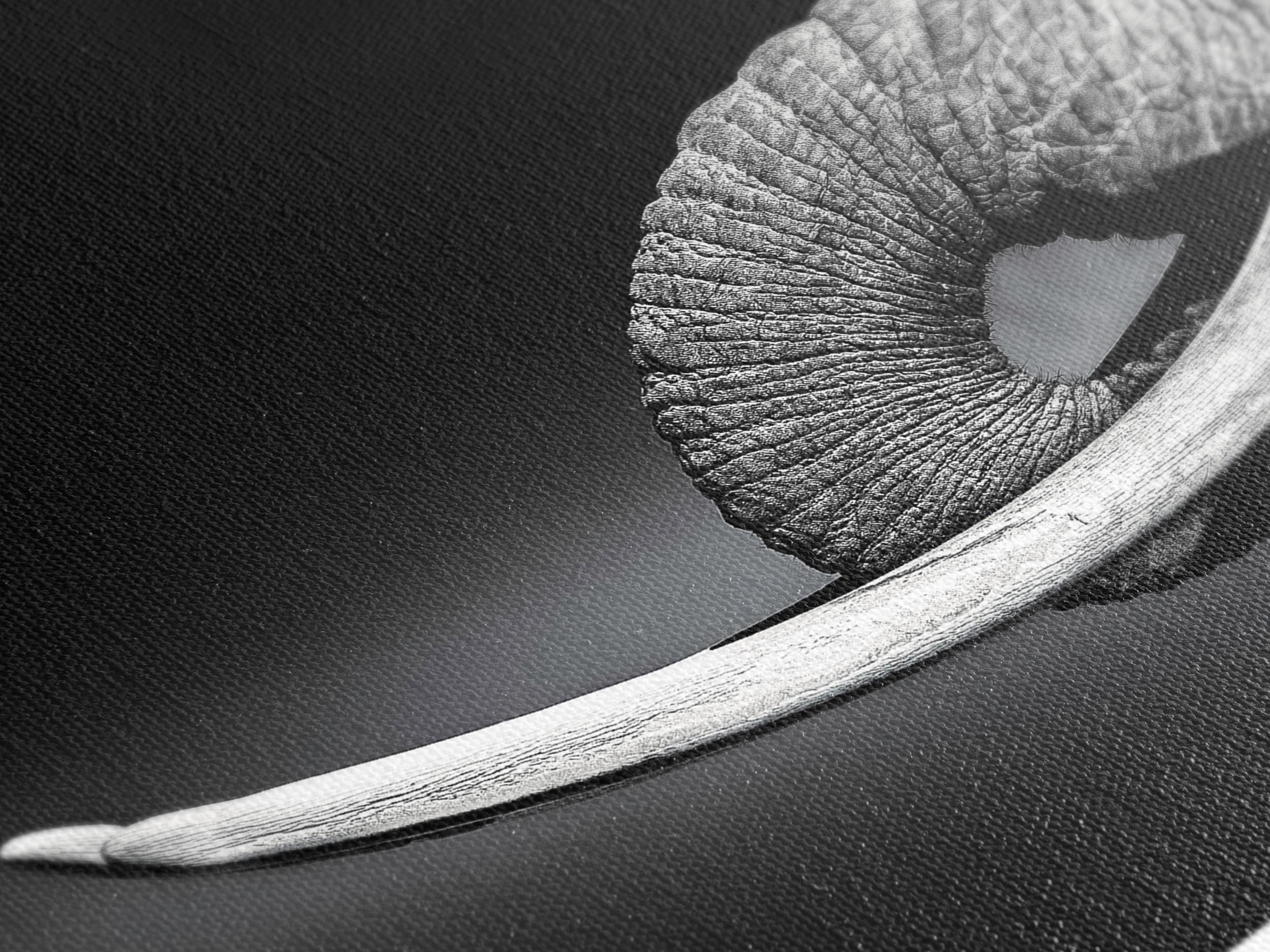 Refined black-and-white elephant painting combining a minimalist aesthetic with strong lines and shadows, evoking the grandeur of nature in any living space.