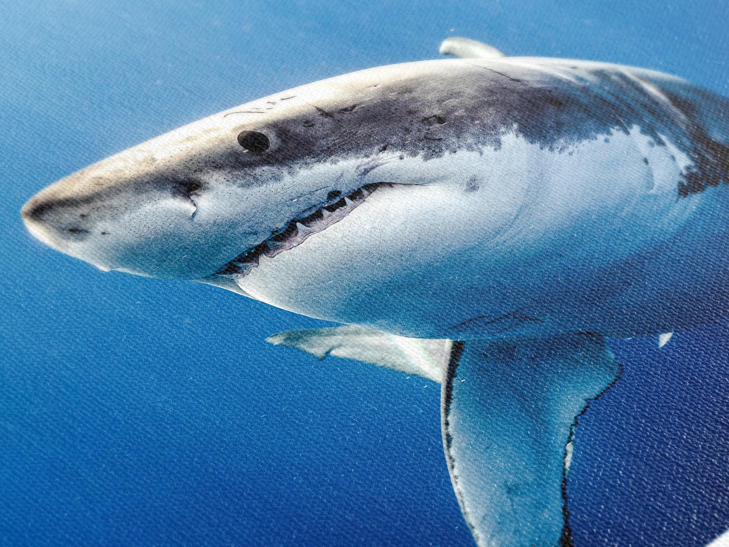 Great White Shark Canvas Print, Large Marine Life Wall Art, Ocean Predator Artwork, Underwater Shark Decor, Extra Large Sea Life Canvas Art