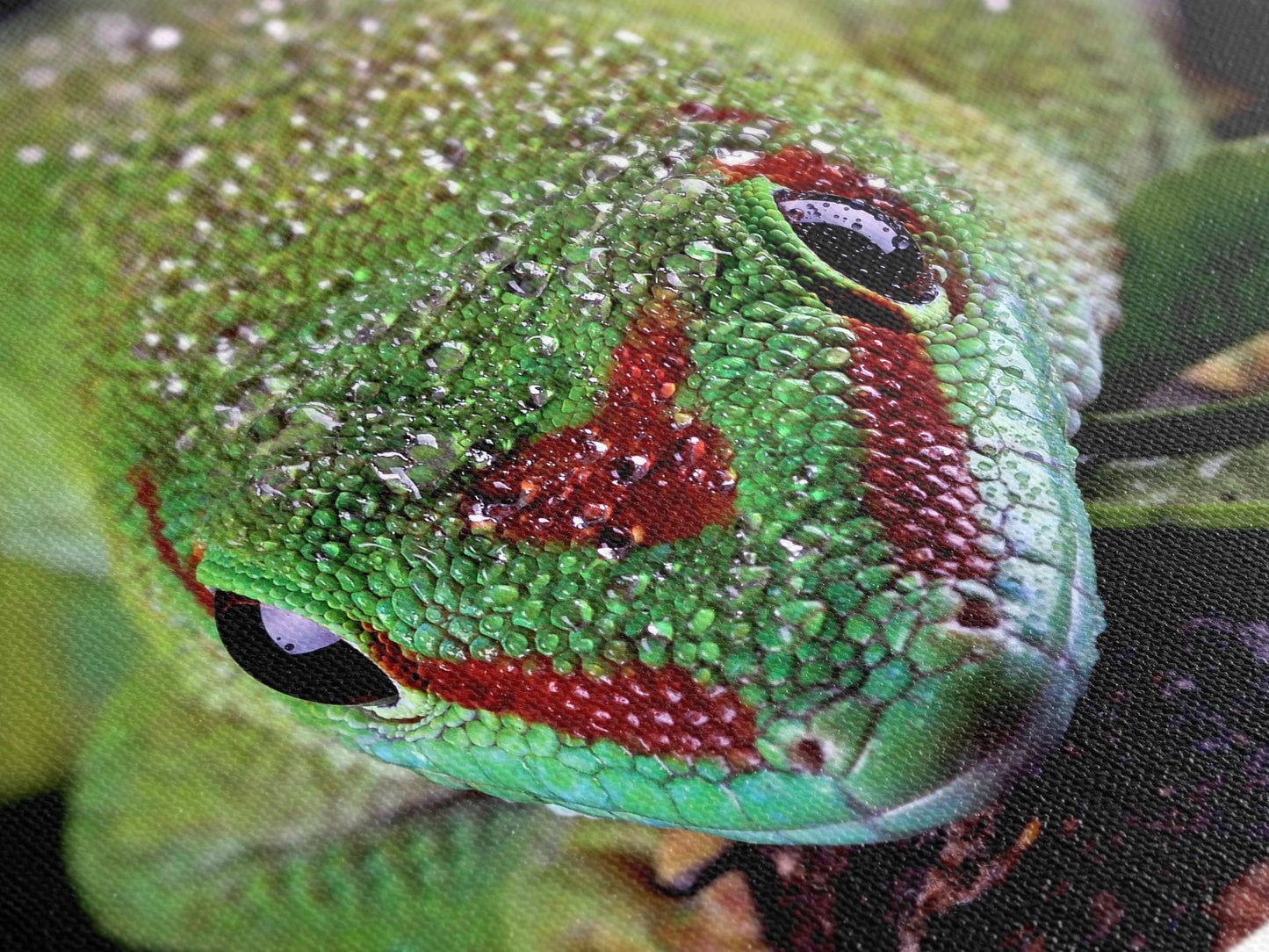 Grote canvasprint van een close-upgekko, wanddecoratie van een Madagascariensis-gekko, extra groot exotisch kunstwerk voor moderne natuurdecoratie in een dierenwinkel.