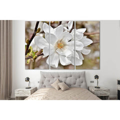 Blooming Magnolia №SL497 Ready to Hang Canvas PrintCanvas art arrives ready to hang, with hanging accessories included and no additional framing required. Every canvas print is hand-crafted, made on-demand at our workshop and expertly stretched around 100