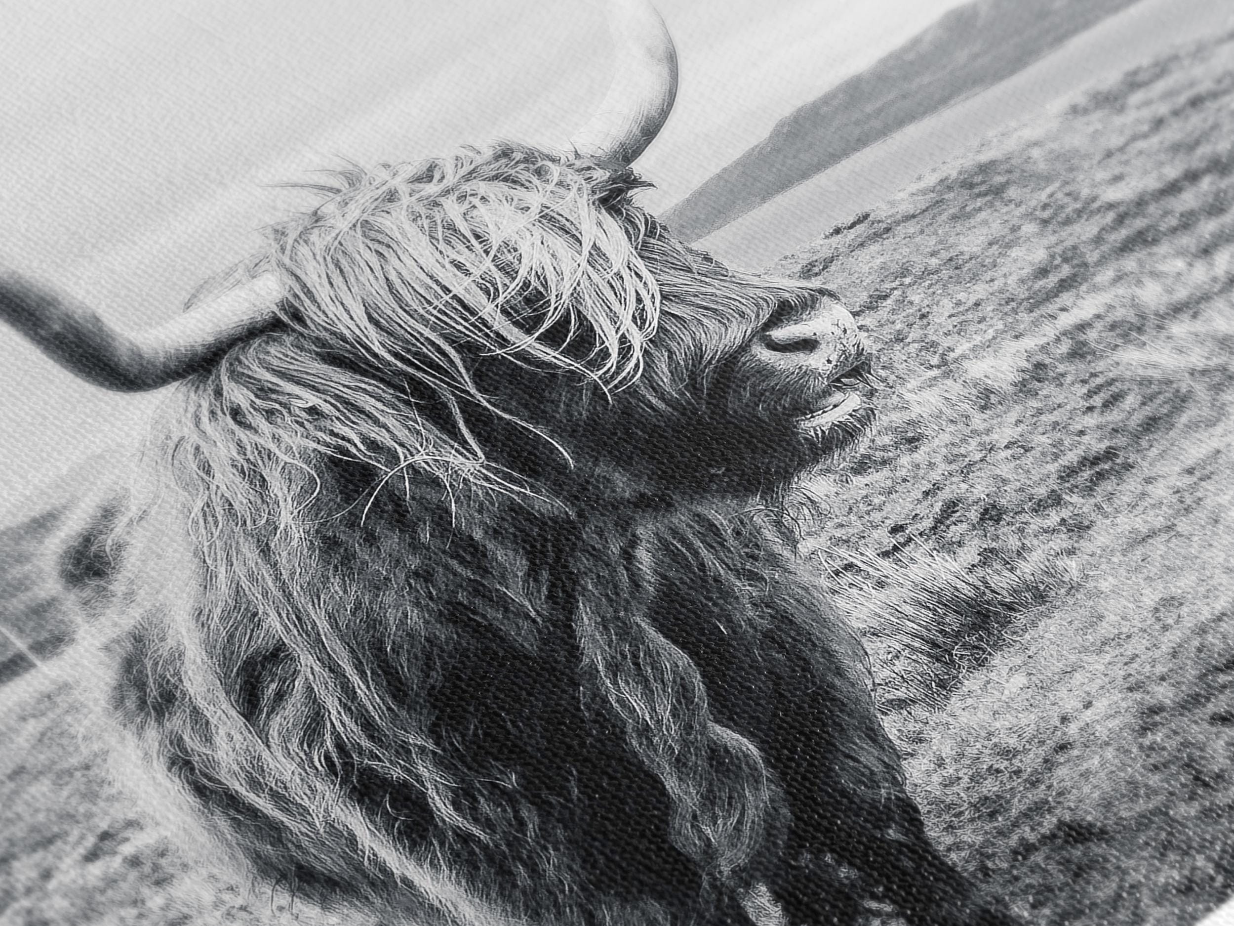 Impression sur toile de vache des Highlands, noir et blanc, art mural de la ferme, décoration grand format pour une vie champêtre, œuvre d'art rustique sur la vache des Highlands pour un espace douillet