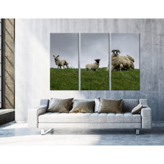 Black-face Sheeps In The Wind, Scotland №04236 Ready to Hang Canvas PrintCanvas art arrives ready to hang, with hanging accessories included and no additional framing required. Every canvas print is hand-crafted, made on-demand at our workshop and expertl
