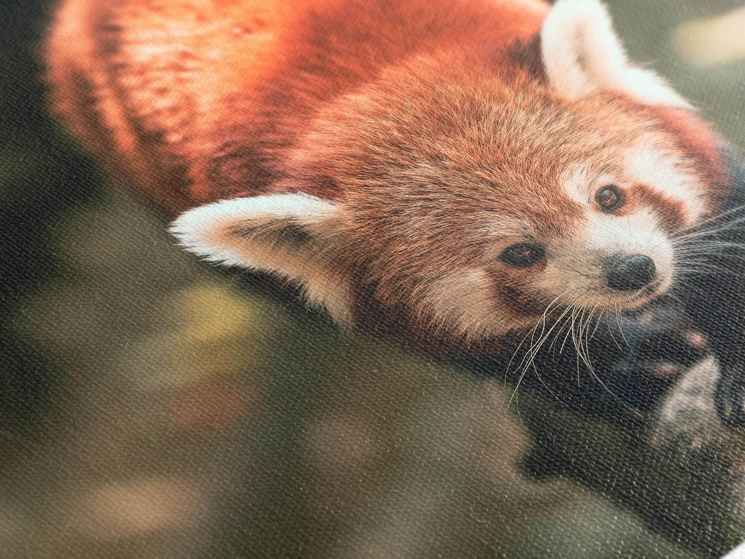 Grande impression sur toile de panda roux, belle œuvre murale d'animaux sauvages, œuvre d'art surdimensionnée d'un animal forestier, toile adorable pour décoration nature