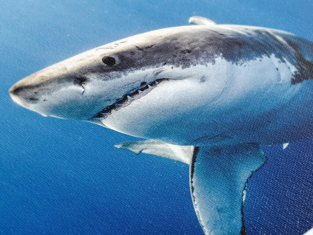 Great White Shark Canvas Print, Large Marine Life Wall Art, Ocean Predator Artwork, Underwater Shark Decor, Extra Large Sea Life Canvas Art