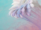 Vibrant pink-and-blue gradient background frames this ethereal flower, rendered as a stunning canvas art piece.