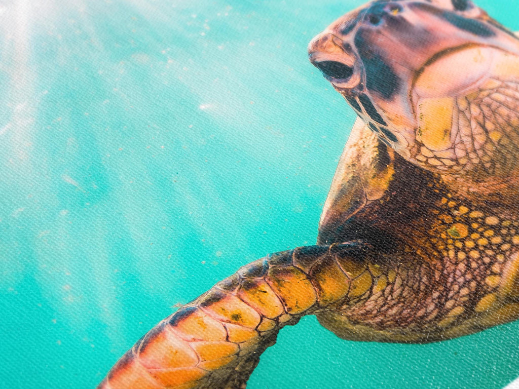 Hawaiian Green Sea Turtle Canvas Art, Pacific Ocean Sea Life Wall Decor, XXL Multi-Panel Turtle Cruising Print, Coastal Beach Home Wall Art