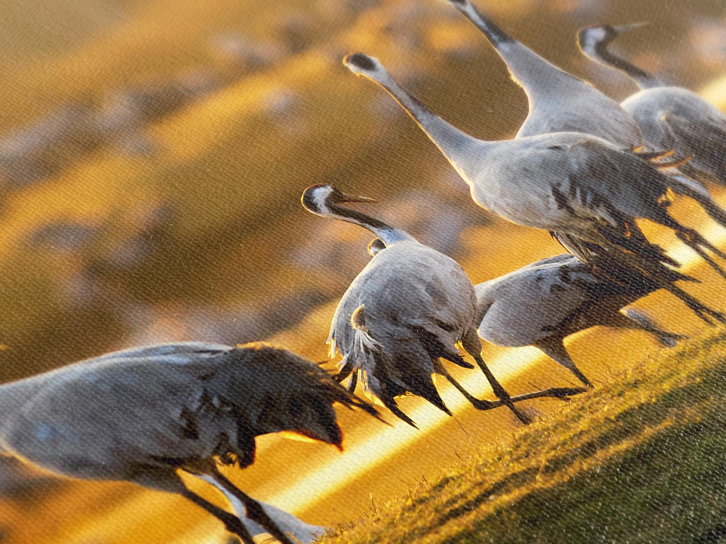Wildlife Wall Art - Crane Birds Canvas Print, 5-Panel Sunrise Print at Hornborgasjön, Sweden Nature Wall Decor, Crane Fine Art Print