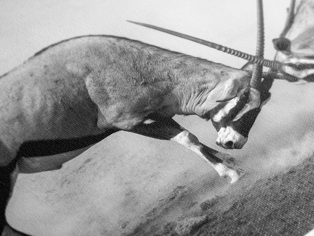 Large Black and White Gemsbok Canvas Print, African Wildlife Wall Art, Fighting Gemsbok Artwork, Oversized Nature Canvas for Modern Decor