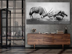 Large Black and White Gemsbok Canvas Print, African Wildlife Wall Art, Fighting Gemsbok Artwork, Oversized Nature Canvas for Modern Decor