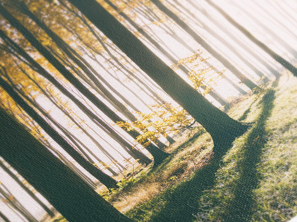 Captivating tree-lined forest artwork with gentle light illuminating the forest floor, transformed into a multi-panel canvas print painting for a refined contemporary wall art arrangement.