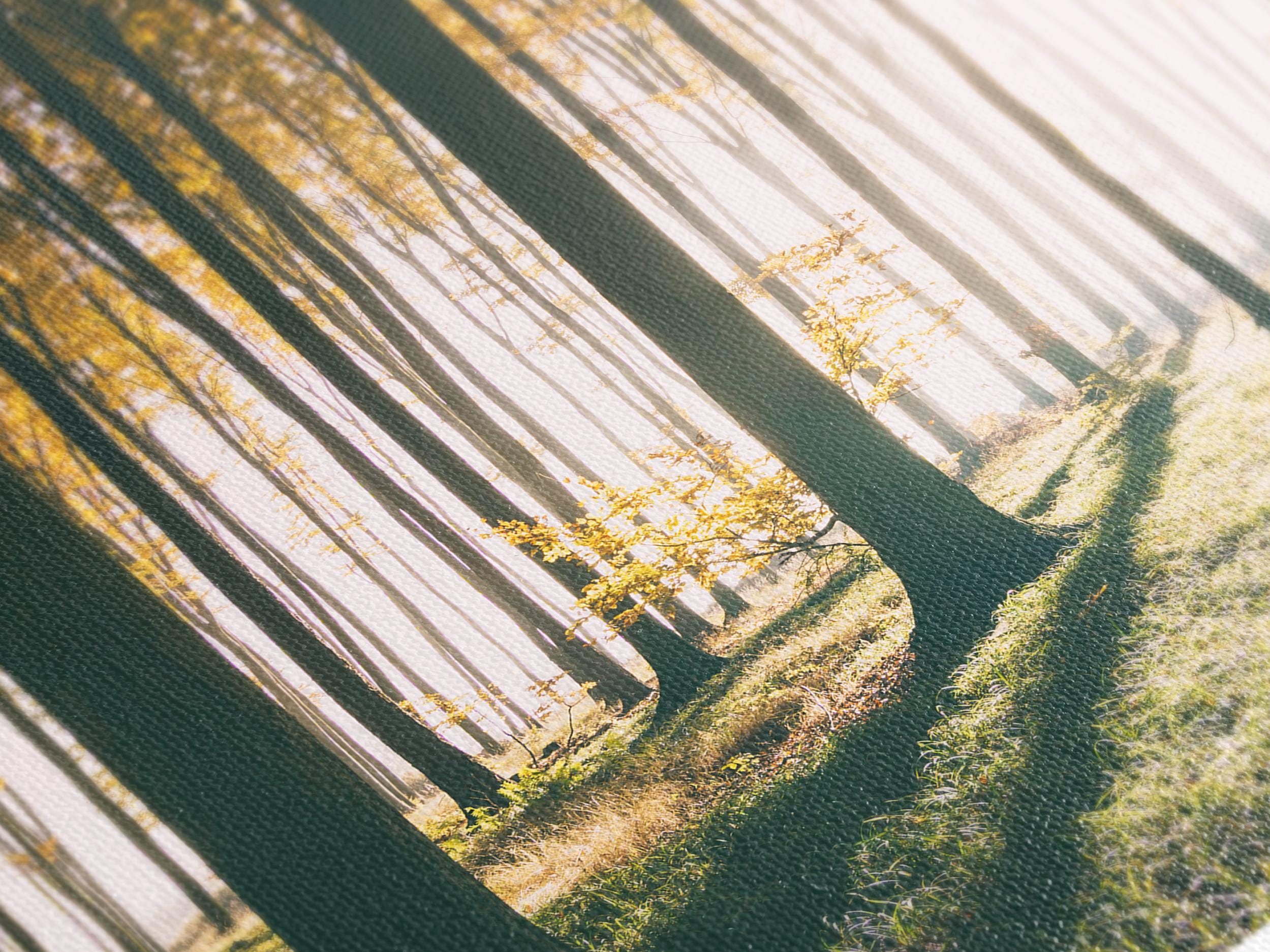 Captivating tree-lined forest artwork with gentle light illuminating the forest floor, transformed into a multi-panel canvas print painting for a refined contemporary wall art arrangement.