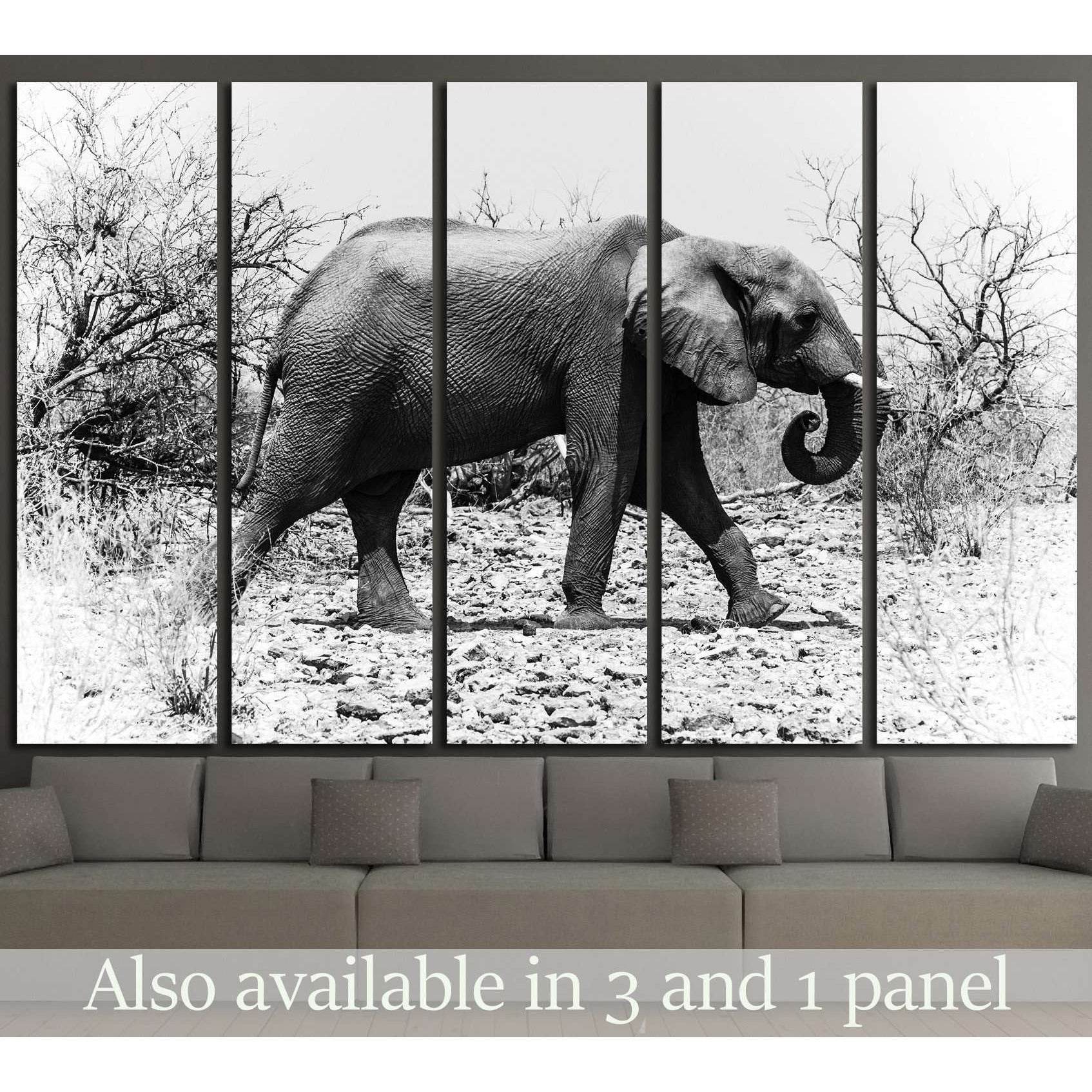 African elephant walks in the bush (Chobe National Park, Botswana) №1846 Ready to Hang Canvas PrintCanvas art arrives ready to hang, with hanging accessories included and no additional framing required. Every canvas print is hand-crafted, made on-demand a