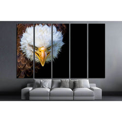 Angry north american bald eagle on black background №1863 Ready to Hang Canvas PrintCanvas art arrives ready to hang, with hanging accessories included and no additional framing required. Every canvas print is hand-crafted, made on-demand at our workshop