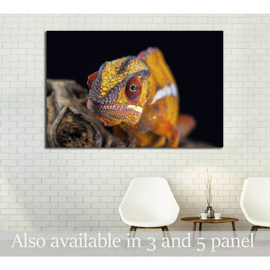 orange chameleon isolated on black background №3261 Ready to Hang Canvas PrintCanvas art arrives ready to hang, with hanging accessories included and no additional framing required. Every canvas print is hand-crafted, made on-demand at our workshop and ex