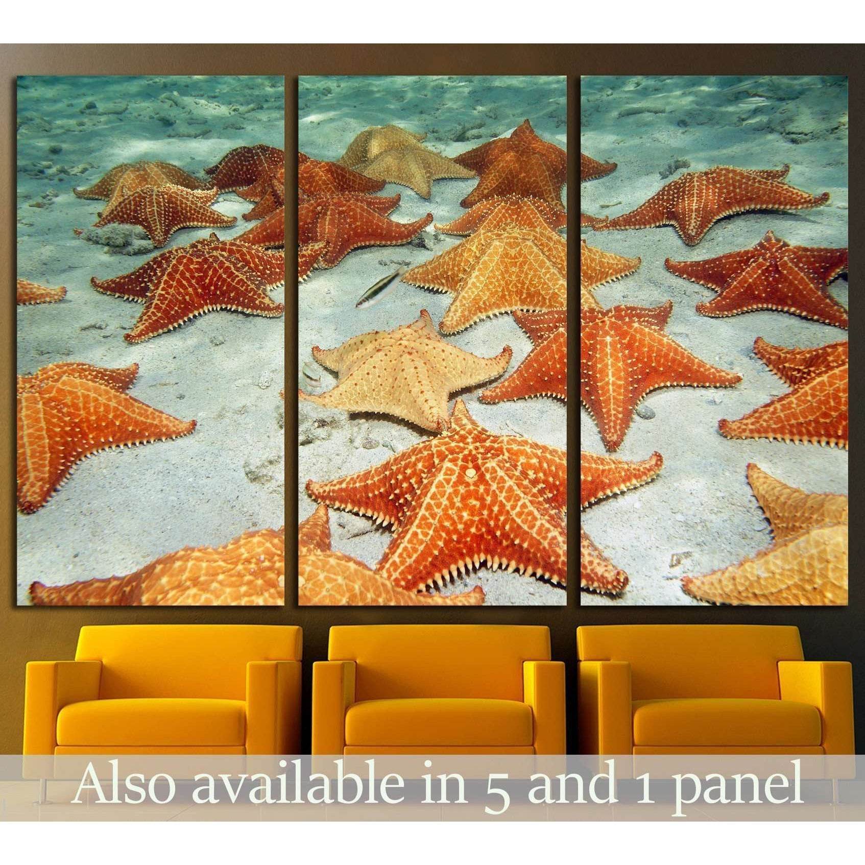 Plenty of cushion starfish on a sandy ocean floor №1395 Ready to Hang Canvas PrintCanvas art arrives ready to hang, with hanging accessories included and no additional framing required. Every canvas print is hand-crafted, made on-demand at our workshop an
